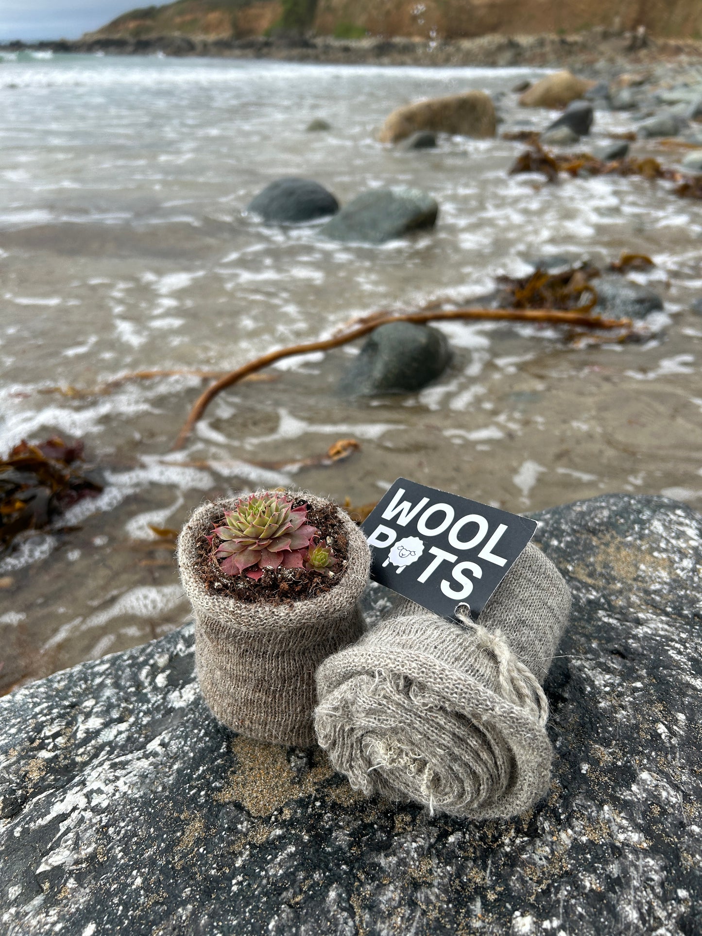 100% biodegradable wool pots